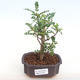 Kryty bonsai - Zantoxylum piperitum - Papryka PB2201108 - 1/5