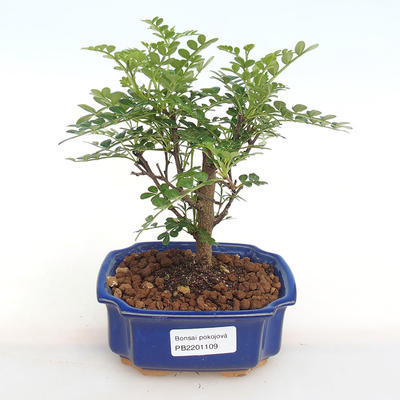 Kryty bonsai - Zantoxylum piperitum - Papryka PB2201109 - 1