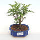Kryty bonsai - Zantoxylum piperitum - Papryka PB2201109 - 1/5