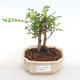 Kryty bonsai - Zantoxylum piperitum - Papryka PB2201111 - 1/5