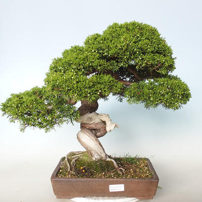 Outdoor bonsai - Juniperus chinensis Itoigava-chiński jałowiec - 1