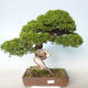 Outdoor bonsai - Juniperus chinensis Itoigava-chiński jałowiec - 1/5