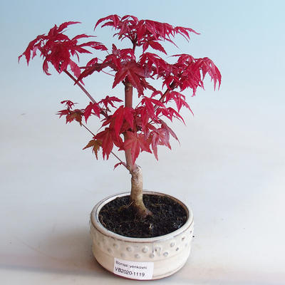Outdoor bonsai - Klonowa dłoń DESHOJO - Klonowa dłoń - 1