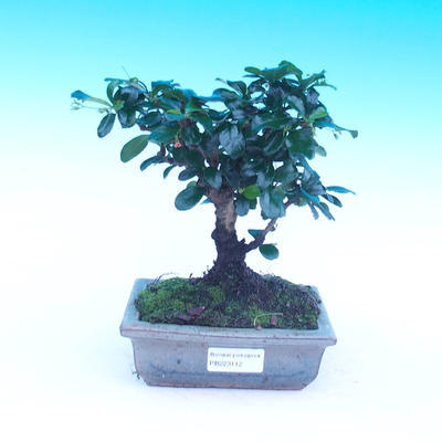 bonsai Room - Carmona macrophylla - Tea Fuki - 1