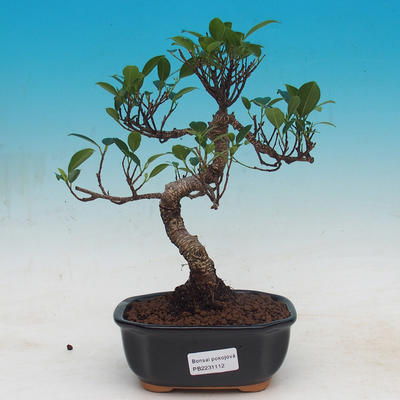 Pokój bonsai - kimono Ficus - mały ficus - 1
