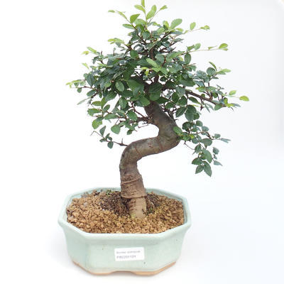 Kryty bonsai - Ulmus parvifolia - Wiąz drobnolistny PB2201121 - 1