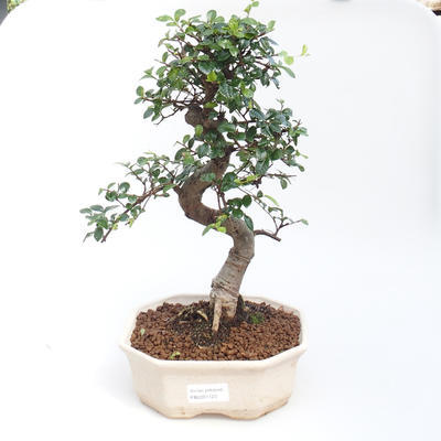 Kryty bonsai - Ulmus parvifolia - Wiąz drobnolistny PB2201123 - 1