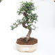 Kryty bonsai - Ulmus parvifolia - Wiąz drobnolistny PB2201123 - 1/3