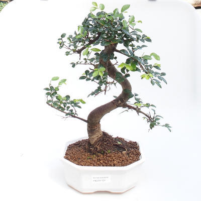 Kryty bonsai - Ulmus parvifolia - Wiąz drobnolistny PB2201124 - 1