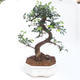 Kryty bonsai - Ulmus parvifolia - Wiąz drobnolistny PB2201124 - 1/3