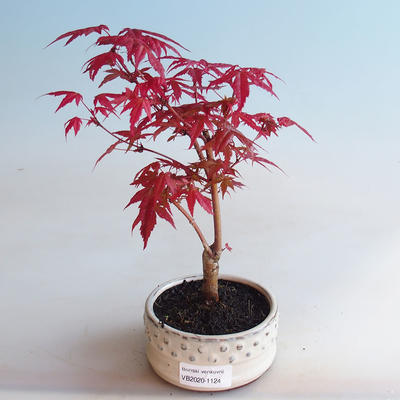 Outdoor bonsai - Klonowa dłoń DESHOJO - Klonowa dłoń - 1