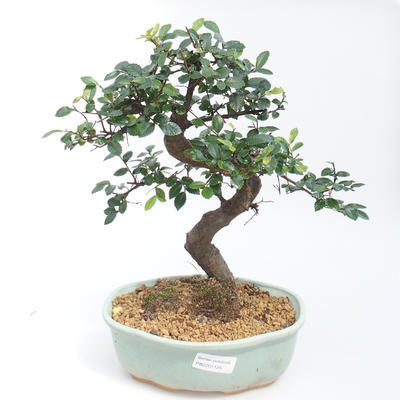Kryty bonsai - Ulmus parvifolia - Wiąz drobnolistny PB2201125 - 1