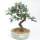 Kryty bonsai - Ulmus parvifolia - Wiąz drobnolistny PB2201125 - 1/3