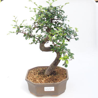 Kryty bonsai - Ulmus parvifolia - Wiąz drobnolistny PB2201126 - 1