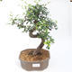 Kryty bonsai - Ulmus parvifolia - Wiąz drobnolistny PB2201126 - 1/3