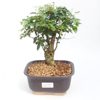 Kryty bonsai -Ligustrum chinensis - dziób ptaka PB2201128 - 1