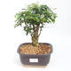 Kryty bonsai -Ligustrum chinensis - dziób ptaka PB2201128 - 1/3