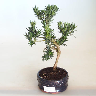 Kryty bonsai - Podocarpus - Cis kamienny PB2201131