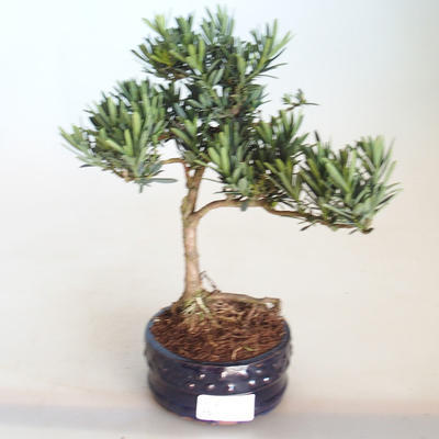 Kryty bonsai - Podocarpus - Cis kamienny PB2201132