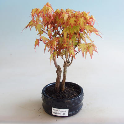 Outdoor bonsai - Acer palmatum Orange - 1
