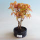 Outdoor bonsai - Acer palmatum Orange - 1/2