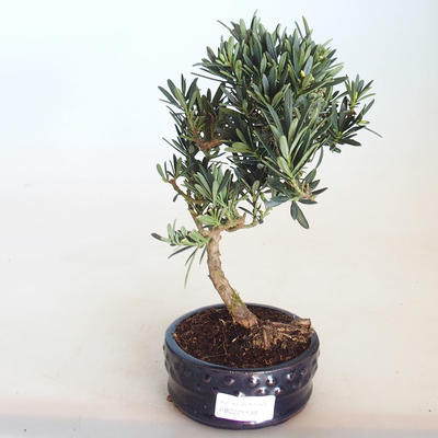 Kryty bonsai - Podocarpus - Cis kamienny PB2201139