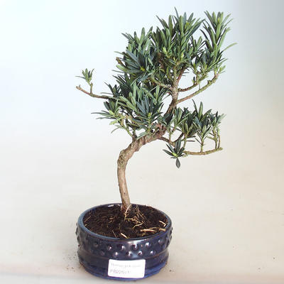 Kryty bonsai - Podocarpus - Cis kamienny PB2201143