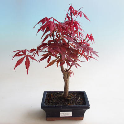 Outdoor bonsai - dłoń Acer. Atropurpureum-klon - 1