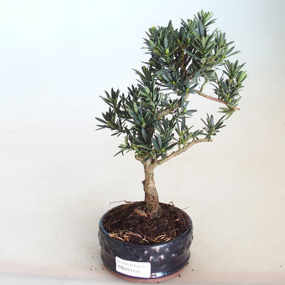 Kryty bonsai - Podocarpus - Cis kamienny PB2201144