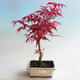 Outdoor bonsai - dłoń Acer. Atropurpureum-klon - 1/2