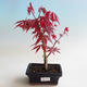 Outdoor bonsai - dłoń Acer. Atropurpureum-klon - 1/2