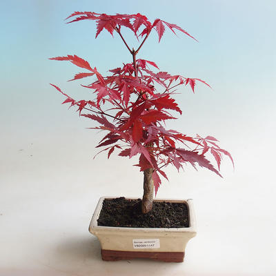 Outdoor bonsai - dłoń Acer. Atropurpureum-klon - 1