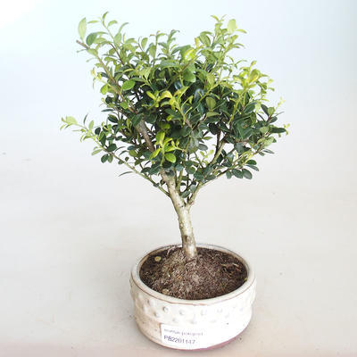 Kryty bonsai - Ilex crenata - Holly PB2201147