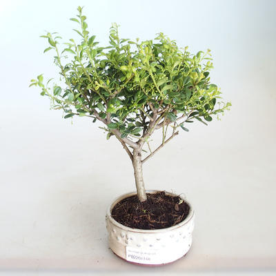 Kryty bonsai - Ilex crenata - Holly PB2201148