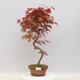 Bonsai outdoor - Maple palmatum DESHOJO - Maple palmate - 1/2