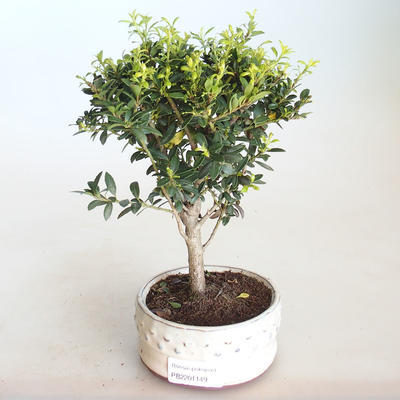 Kryty bonsai - Ilex crenata - Holly PB2201149