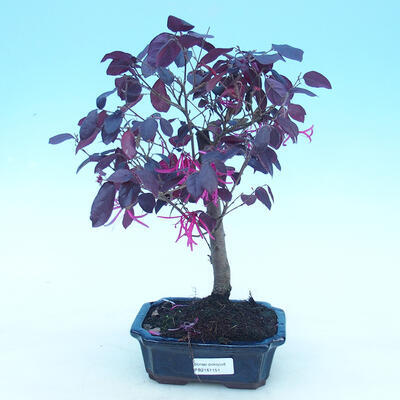 Pokój bonsai - Loropelatum chinensis - 1
