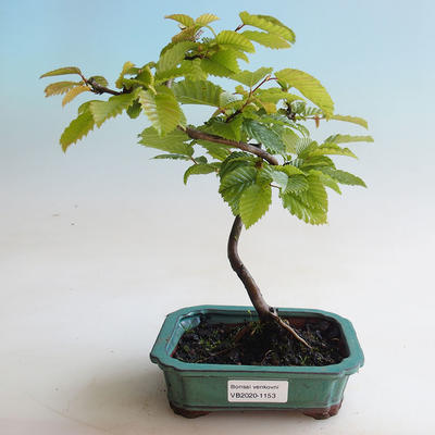Outdoor bonsai - Grab - Carpinus betulus