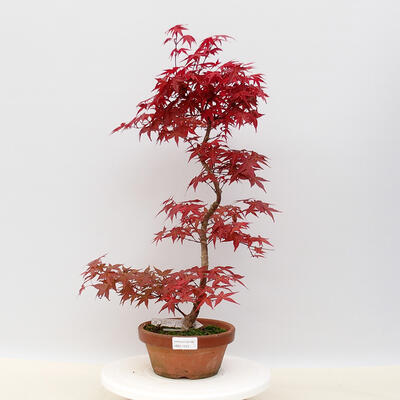 Bonsai outdoor - Maple palmatum DESHOJO - Maple palmate - 1