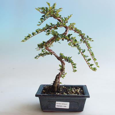 Outdoor bonsai-Cotoneaster horizontalis-Rock Garden - 1