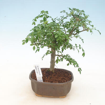 bonsai Room - Fraxinus uhdeii - sala Ash - 1