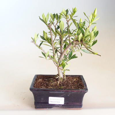 Kryty bonsai - Gardenia jasminoides-Gardenia PB2201169 - 1
