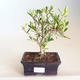 Kryty bonsai - Gardenia jasminoides-Gardenia PB2201169 - 1/2