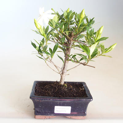 Kryty bonsai - Gardenia jasminoides-Gardenia PB2201171 - 1