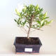 Kryty bonsai - Gardenia jasminoides-Gardenia PB2201171 - 1/2