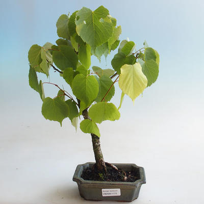 Outdoor bonsai - Lipa - Tilia cordata