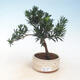 Kryty bonsai - Podocarpus - Kamień tys - 1/2