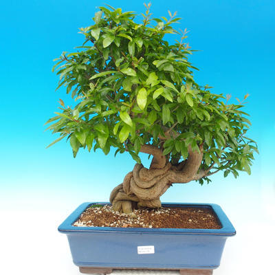 Pokój bonsai-granat PUNICA-granat - 1