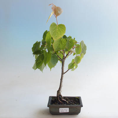 Outdoor bonsai - Lipa - Tilia cordata