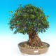 Kryte bonsai - Olea europaea sylvestris -Oliva european tiny - 1/7